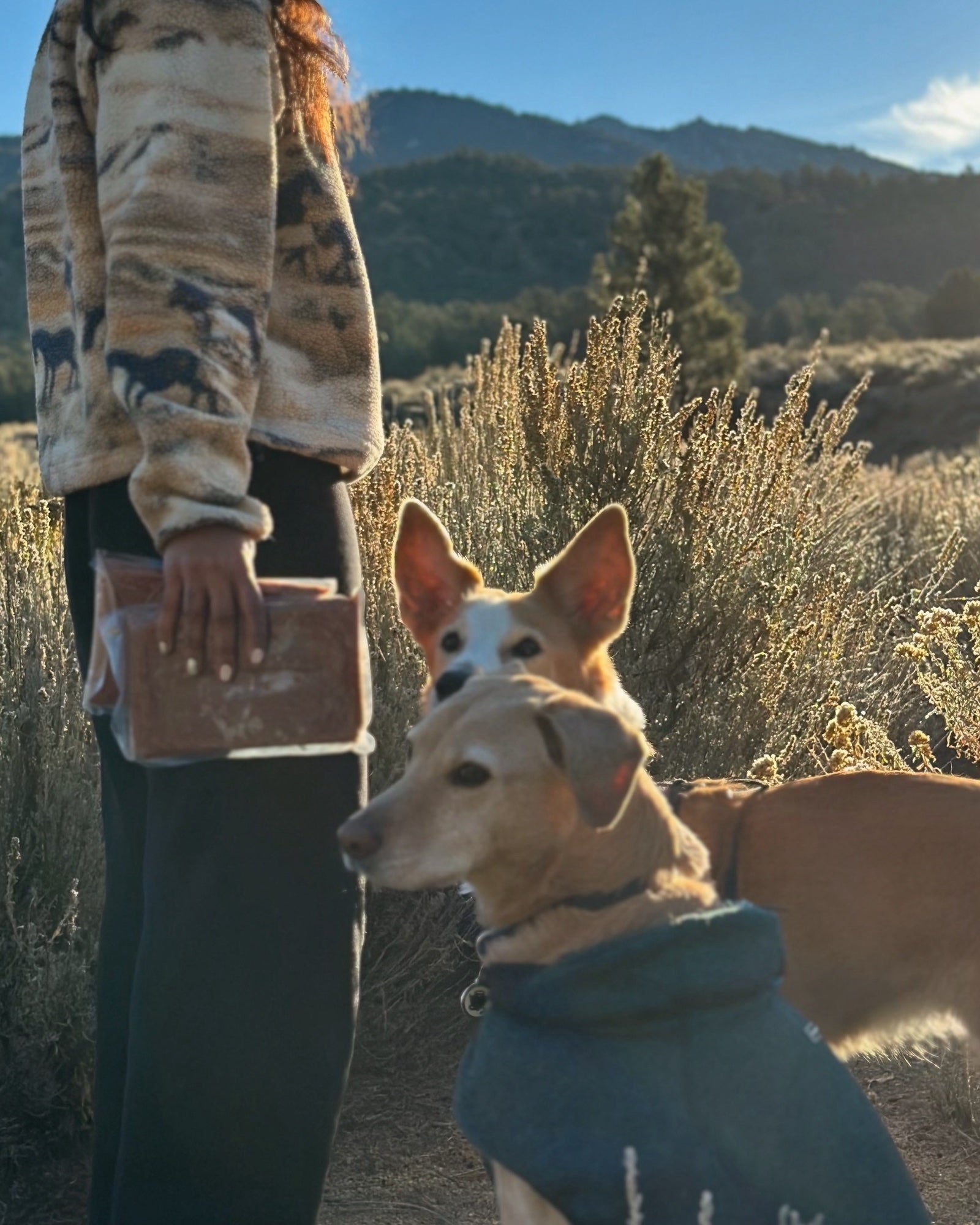 A person carrying a Raw Dawg pack while walking three dogs outdoors