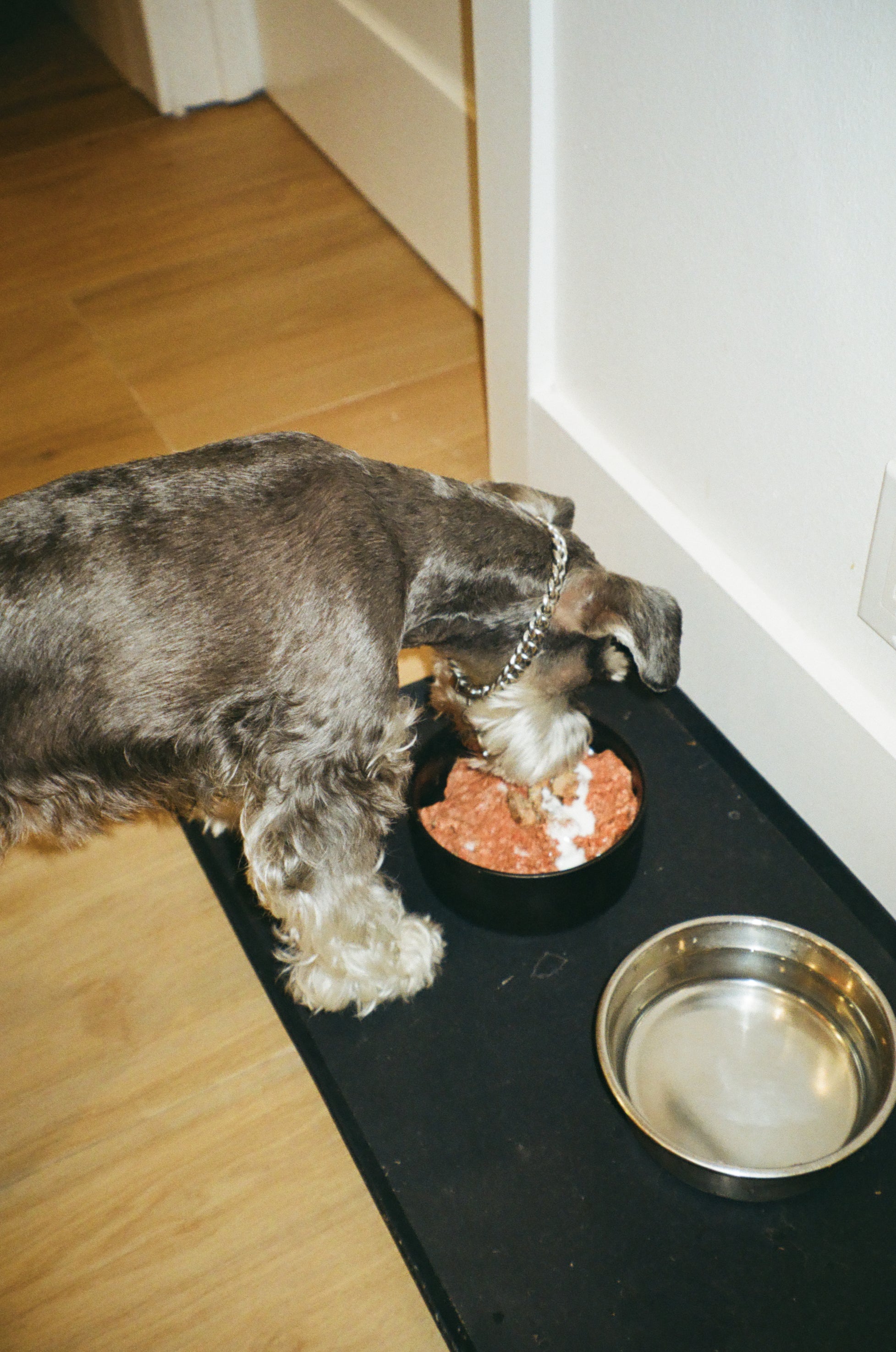 Raw Dawg Wild Blend Turkey & Salmon