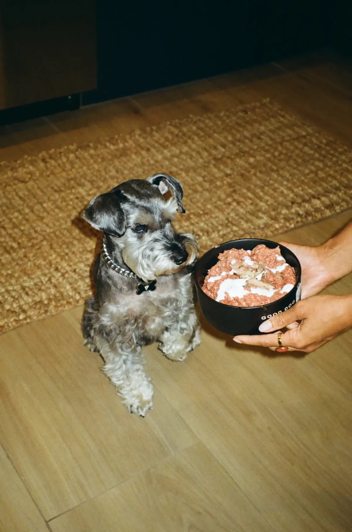 A dog considering a Raw Dawg bowl