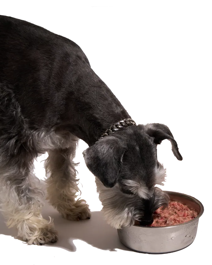 B.J. waiting for a Raw Dawg bowl