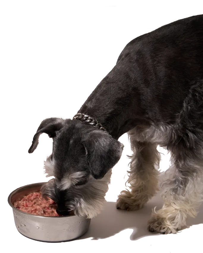 Bojangles eating raw food from a stainless-steel bowl.