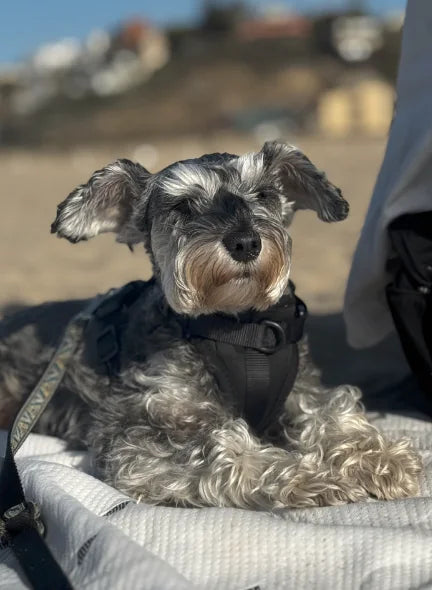 Bo, the miniature schnauzer who inspired Raw Dawg, resting outdoors
