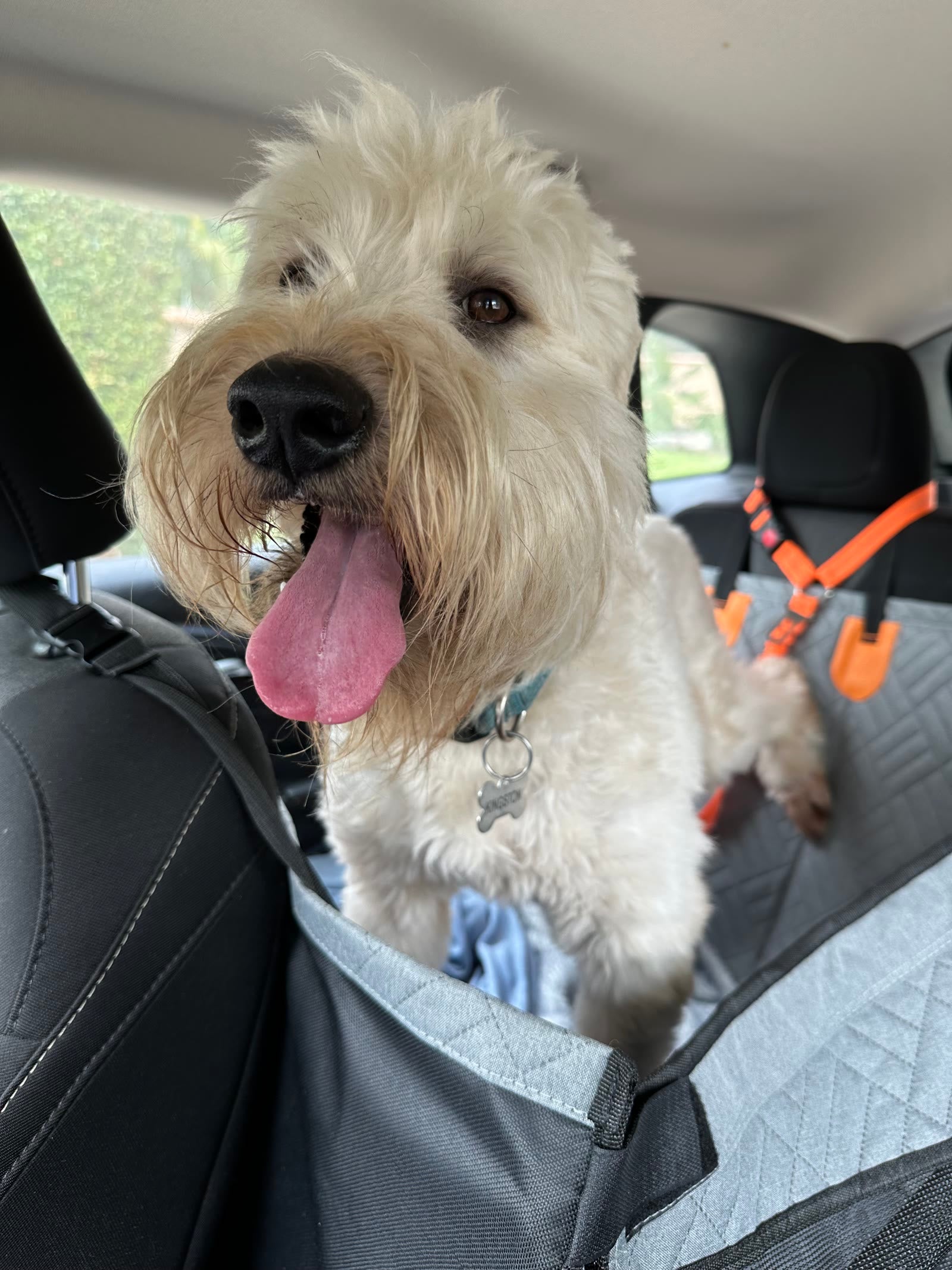 Kingston smiling in the car