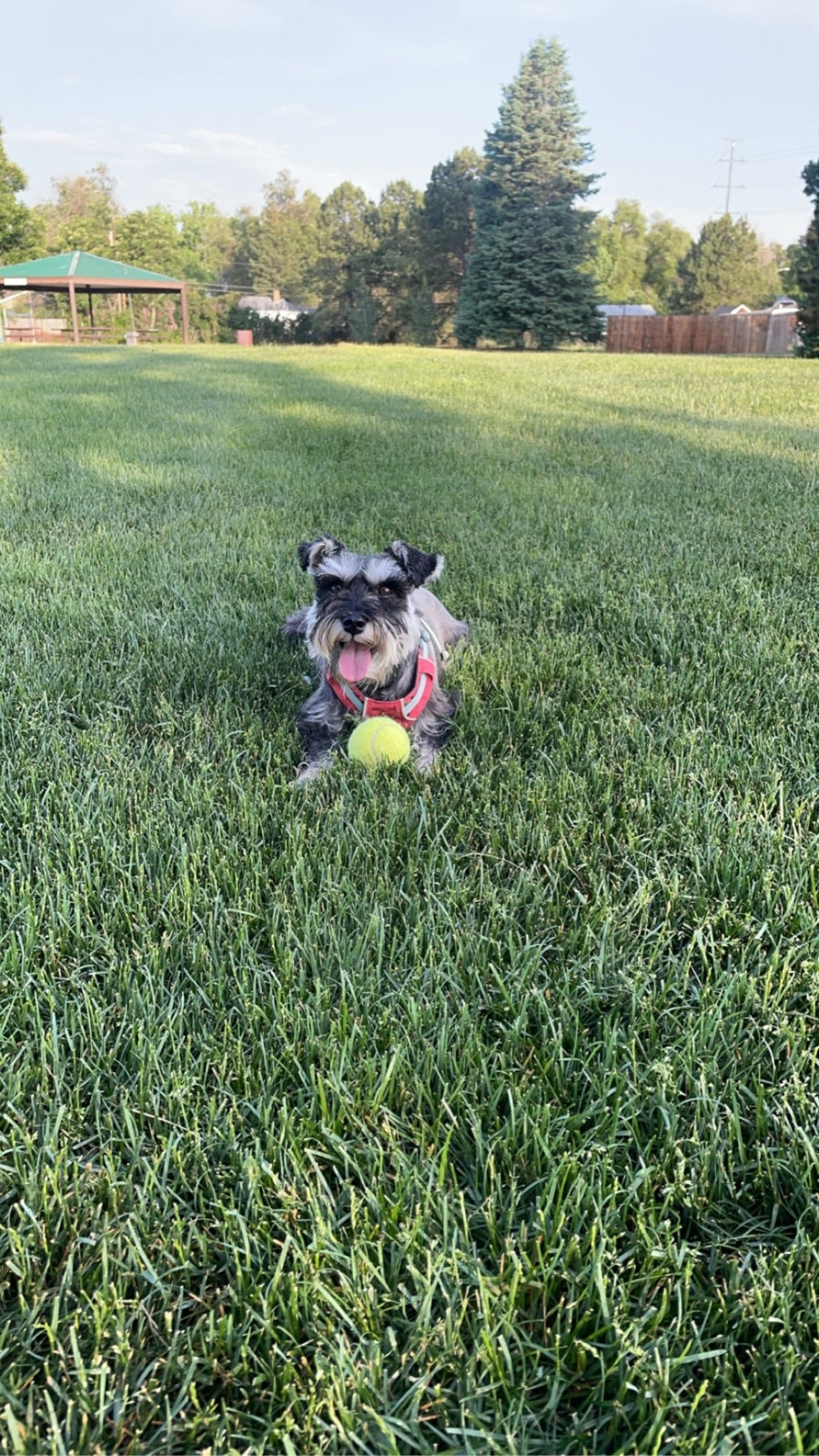 Mia relaxing in the grass