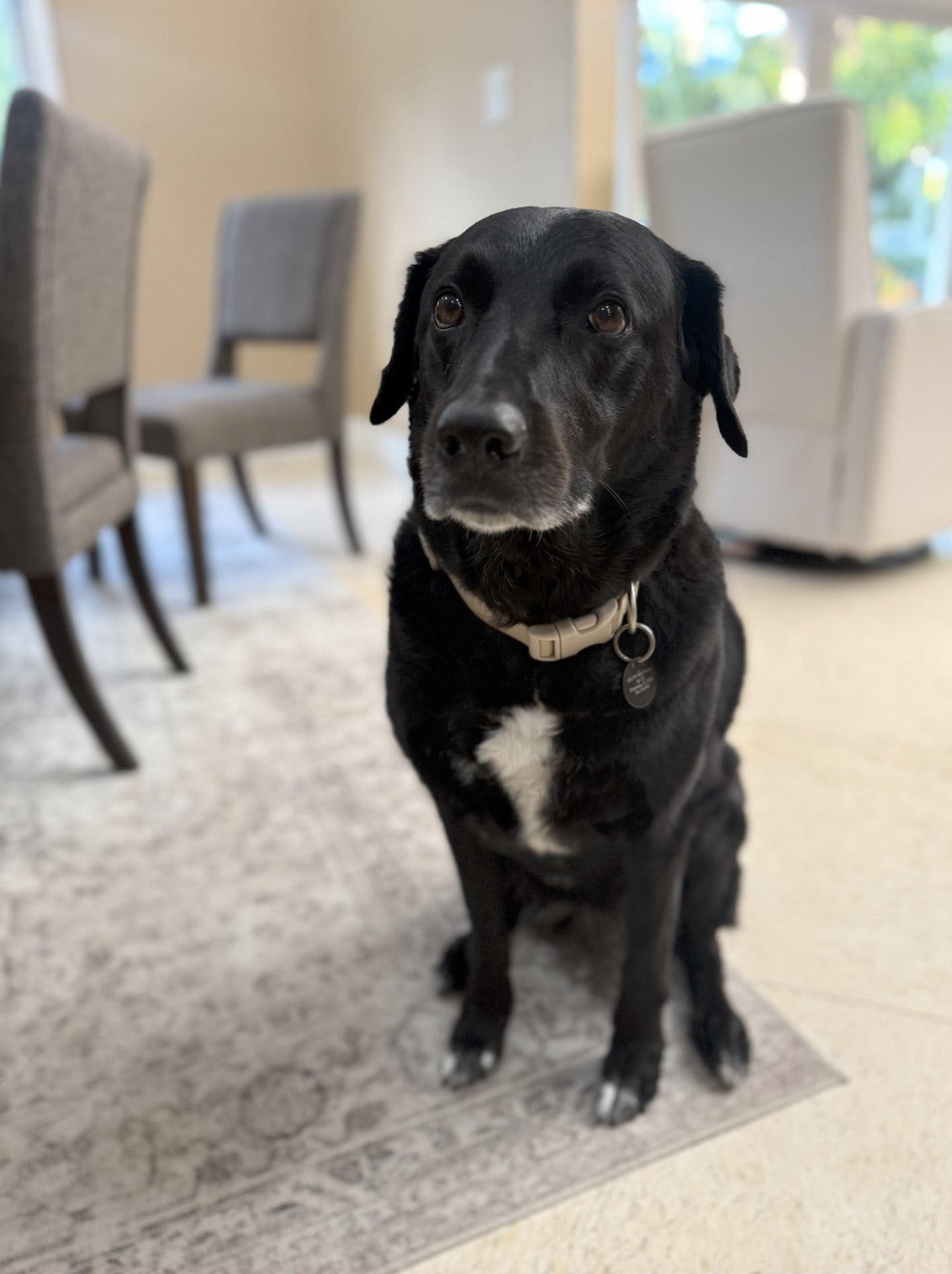 Moose at home
