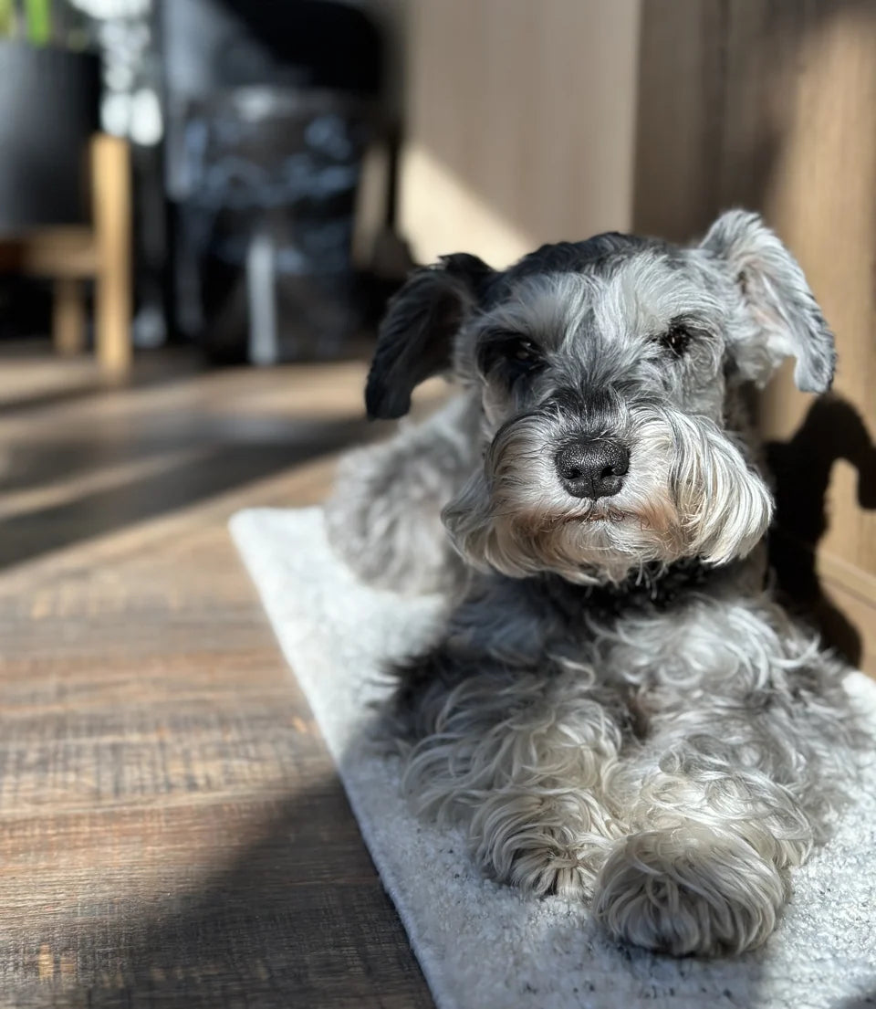 A miniature schnauzer relaxing in a patch of sunlight at home.