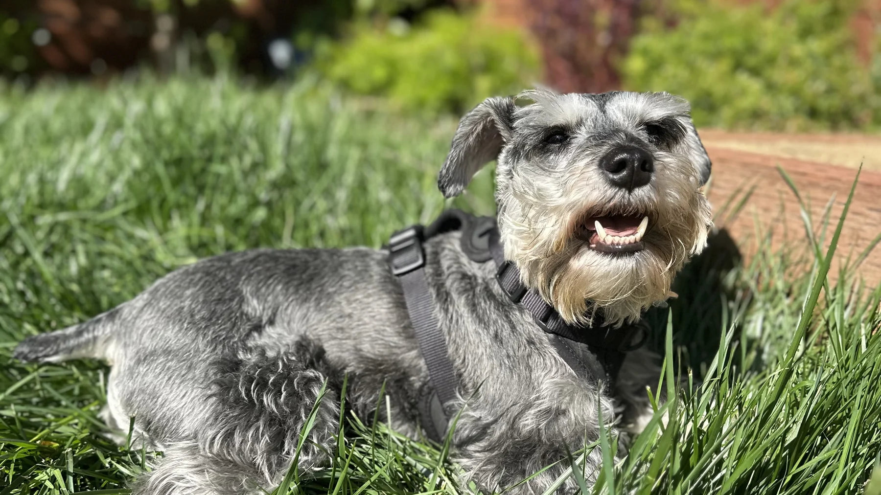A miniature schnauzer resting in green grass on a sunny day.